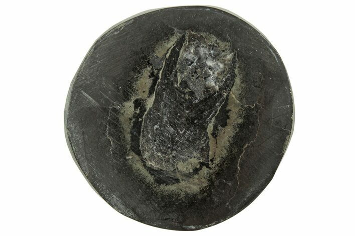 Polished Fish Coprolite (Fossil Poo) Nodule Half - Scotland #314929